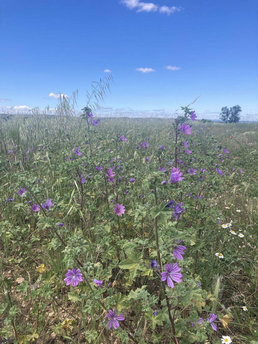 Fleurs de Mauve - Malva Sylvestris – Image 6
