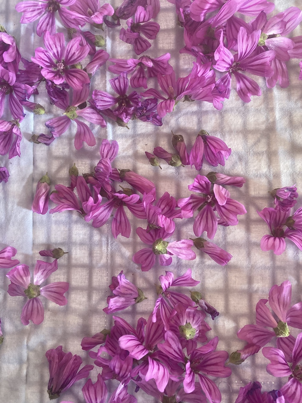 Fleurs de Mauve - Malva Sylvestris – Image 3