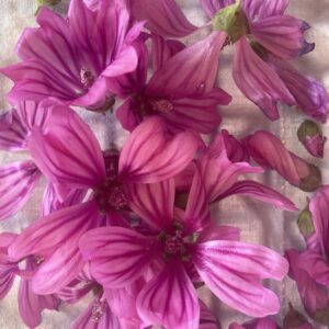 Fleurs de Mauve - Malva Sylvestris