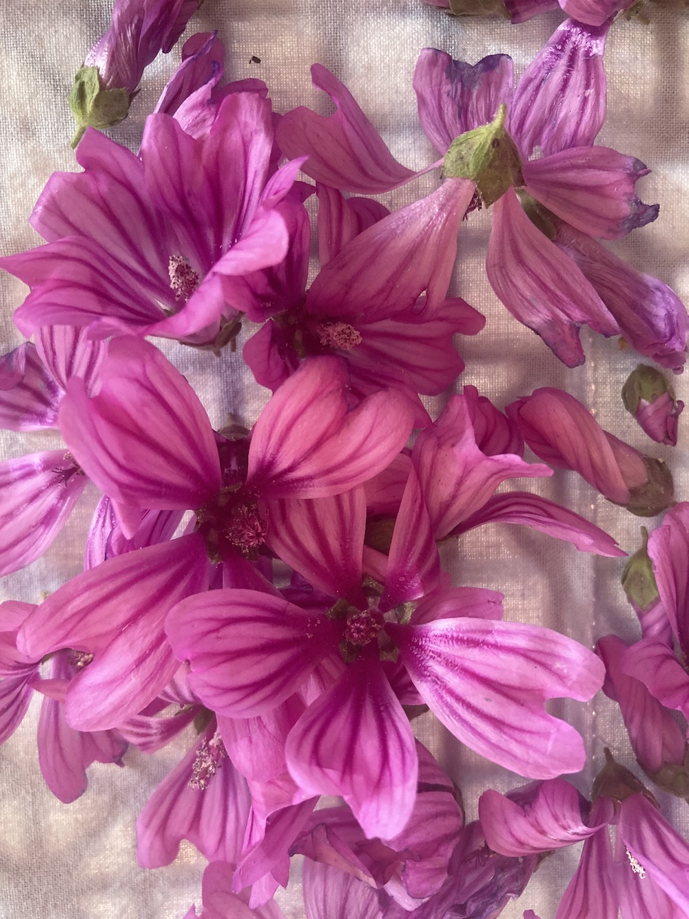 Fleurs de Mauve - Malva Sylvestris