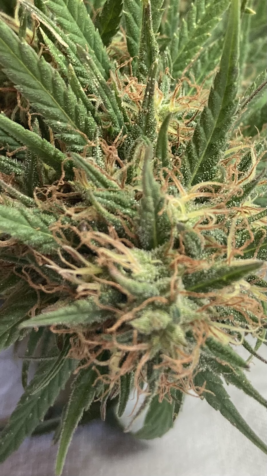 Arizona Dream, Fleurs de Chanvre à CBD – Image 5