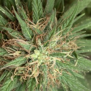 Arizona Dream, Fleurs de Chanvre à CBD