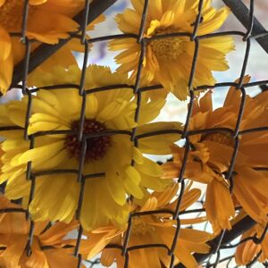 Fleurs de Souci des Jardins - Calendula Officinalis