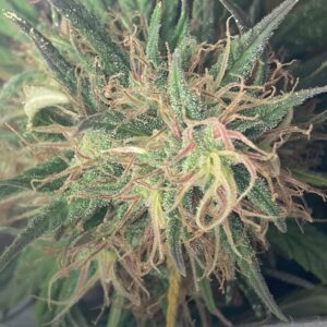 Morning Glory, Fleurs de Chanvre à CBD