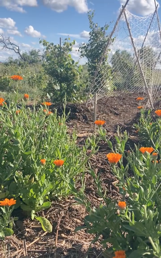 Fleurs de Souci des Jardins - Calendula Officinalis – Image 3