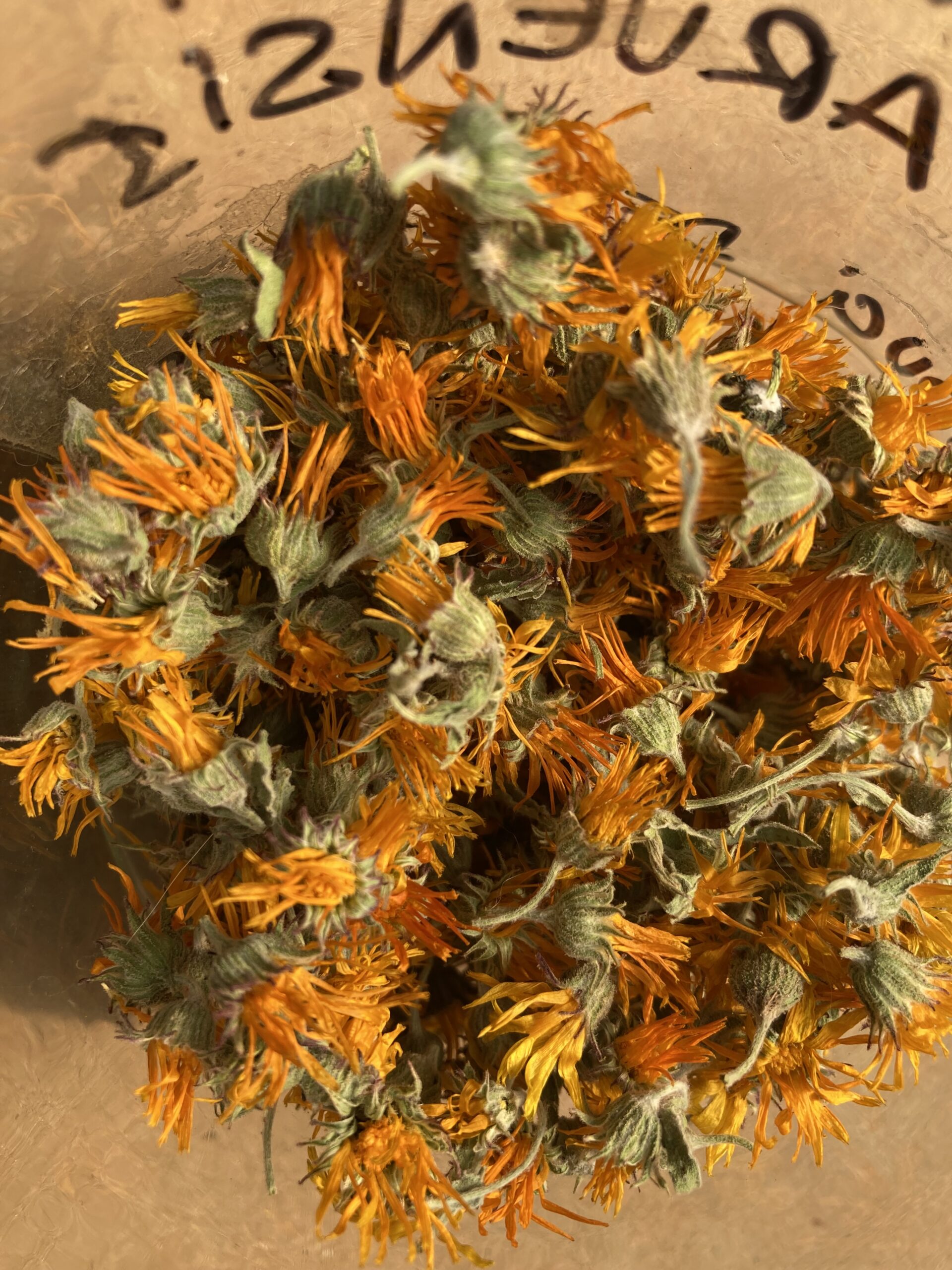 Fleurs de Souci des Champs - Calendula Arvensis – Image 2