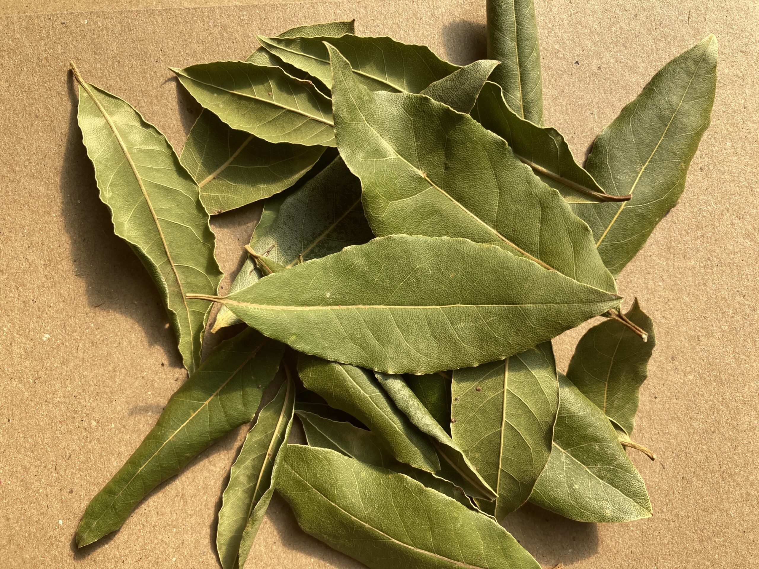Feuilles de Laurier Noble - Laurus Nobilis – Image 2