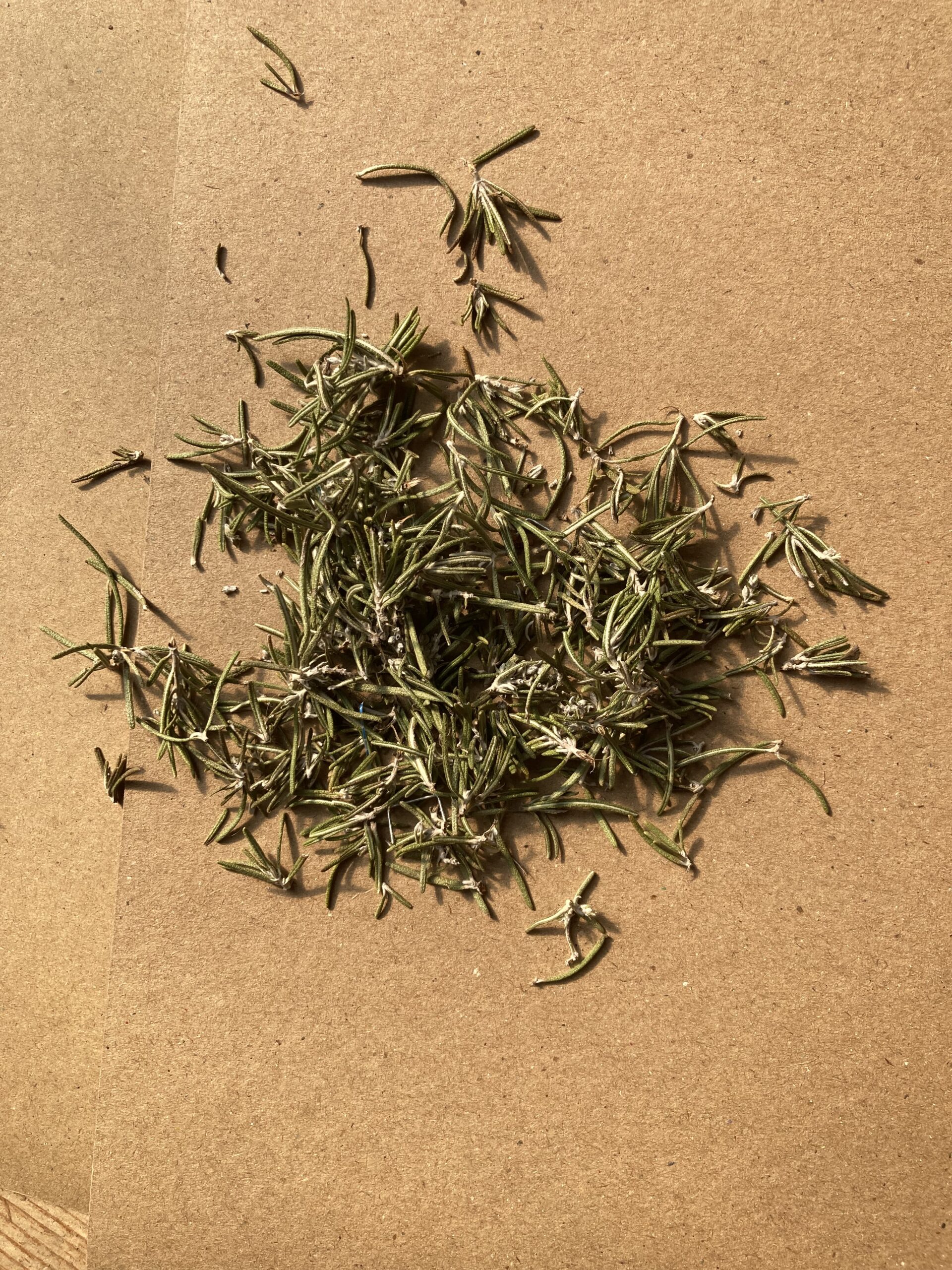 Feuilles de Romarin - Rosmarinus Officinalis – Image 2