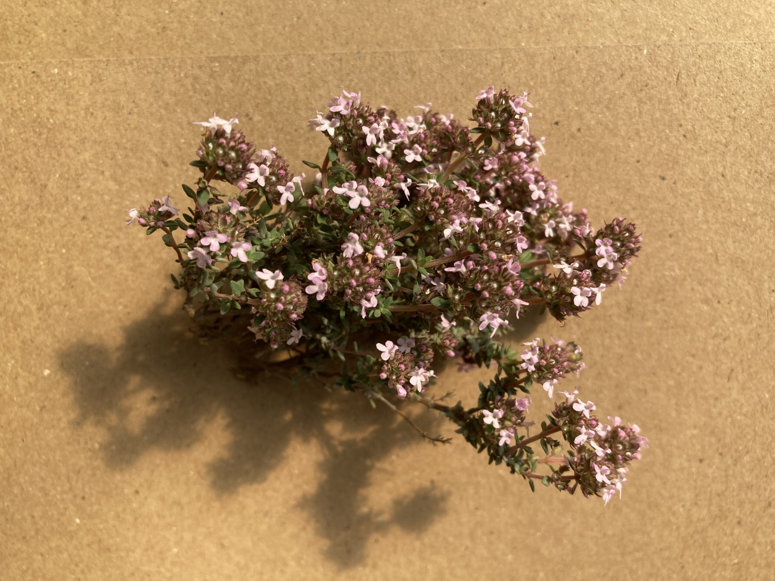 Feuilles de Thym - Thymus Vulgaris – Image 2