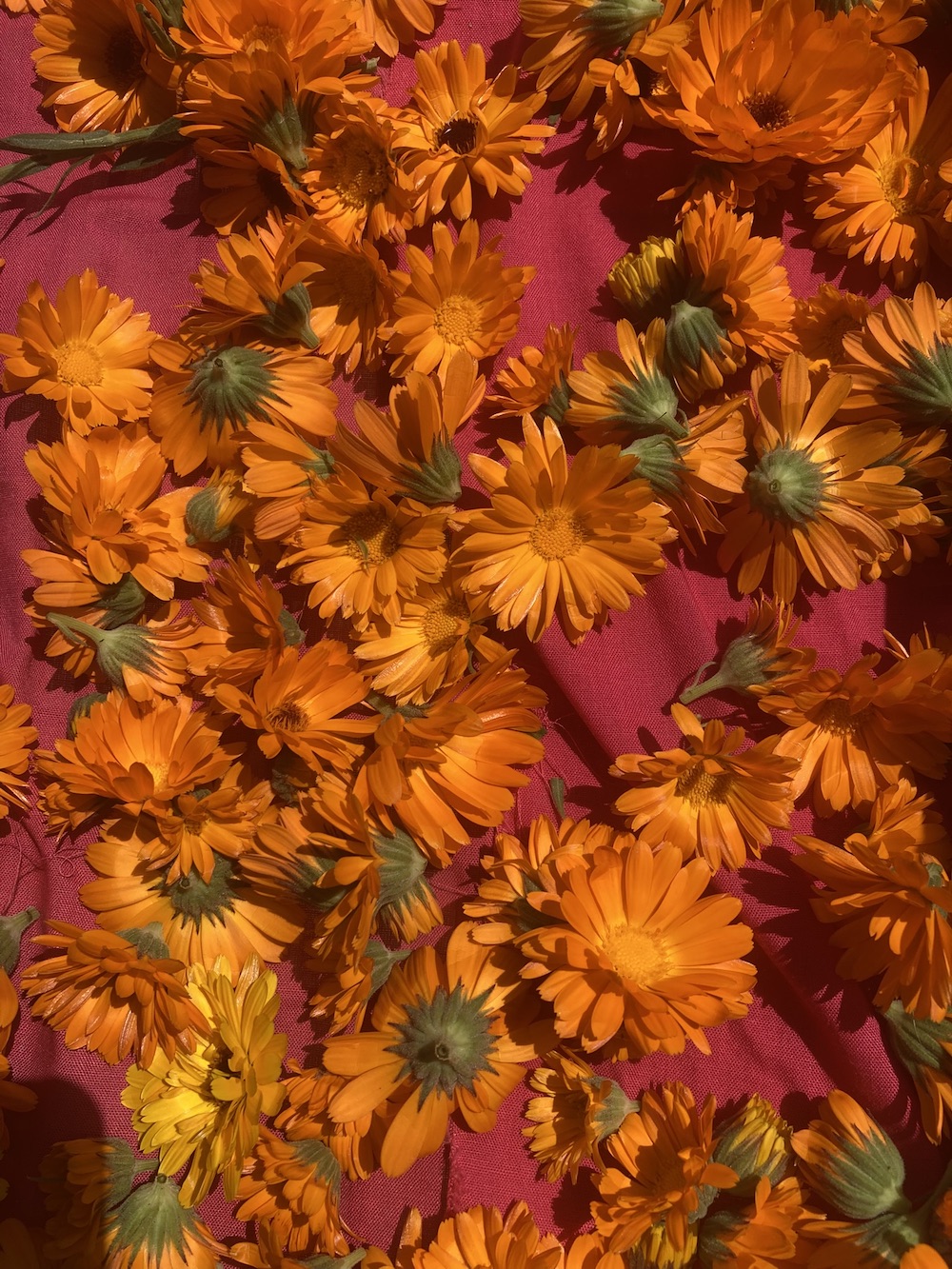 Fleurs de Souci des Jardins - Calendula Officinalis – Image 4