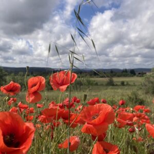 Pétale de Coquelicot Séchés - 5 grammes